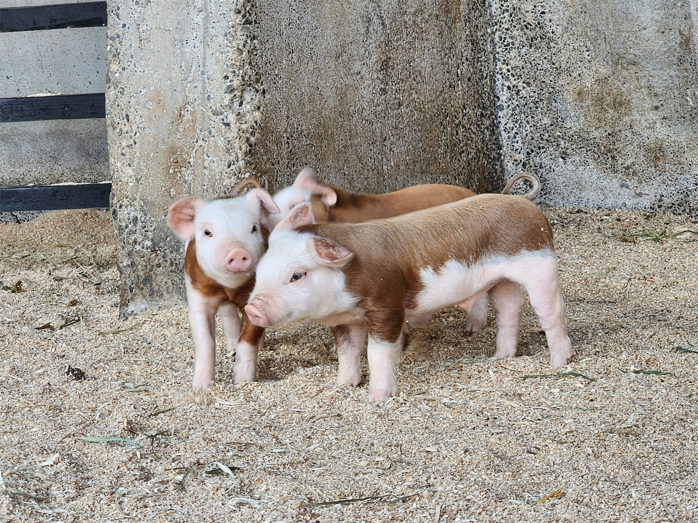 Baby Animals & Berries Festival