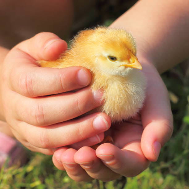 Chick Holding Experience