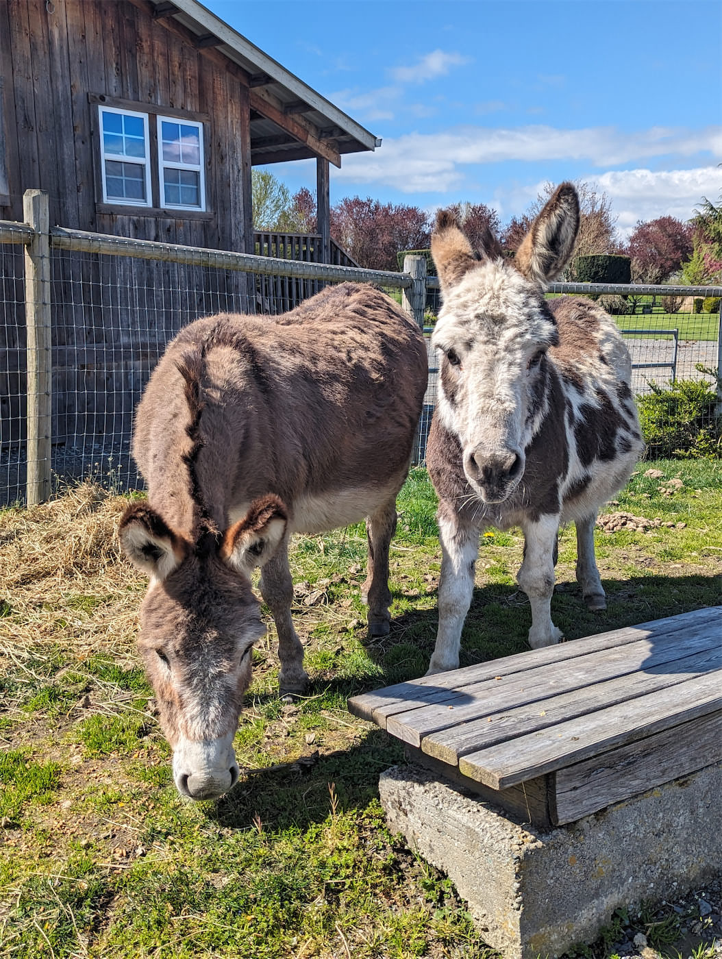 Animal Barn