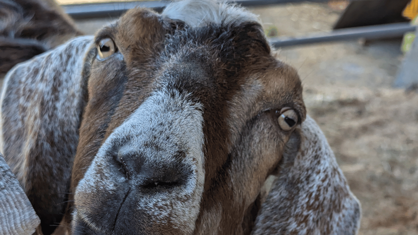 Goatland Educational Exhibit