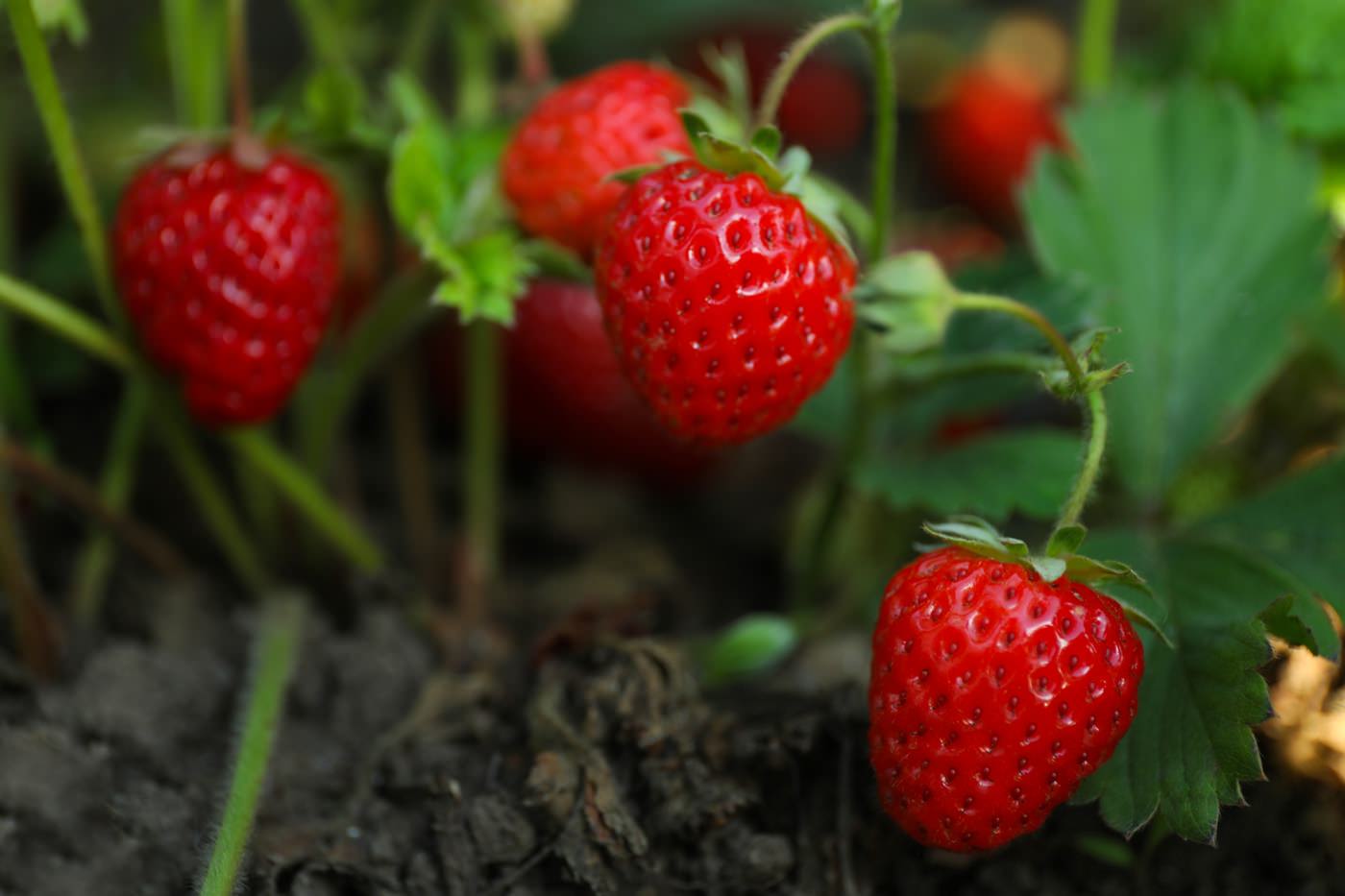 The Role of Pollination in the Lifecycle of a Strawberry